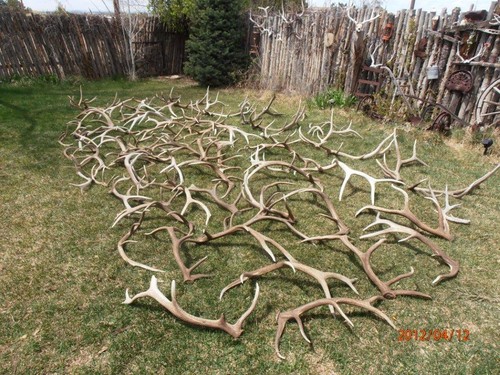 2012 Shed Hunting