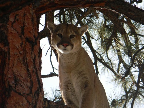 2012 New Mexico Mountain Lion Hunting Season Changes