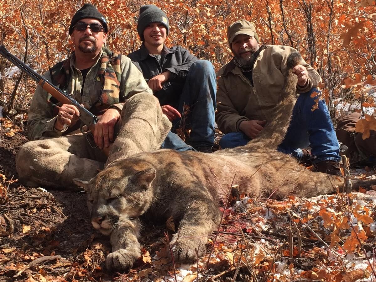 Rifle mountain lion hunts