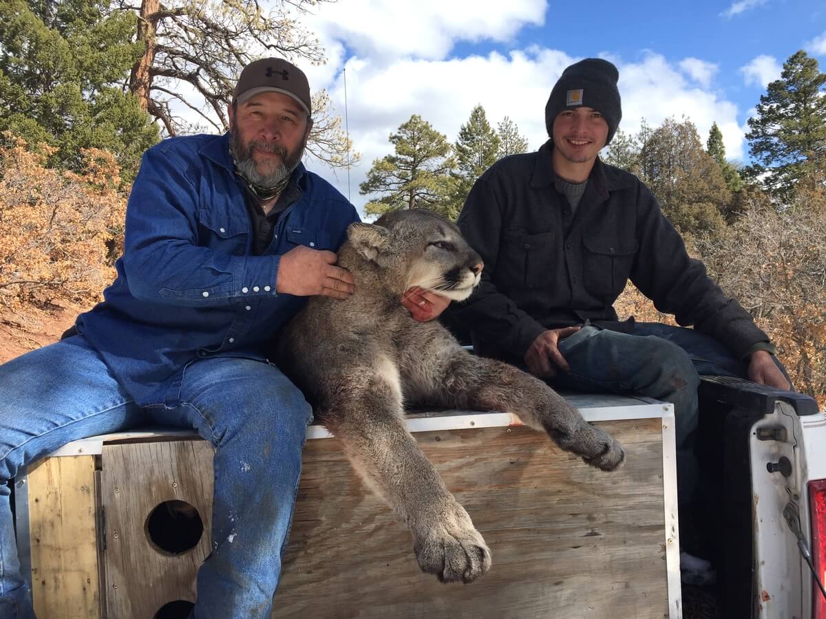 Mountain Lion Hunting 