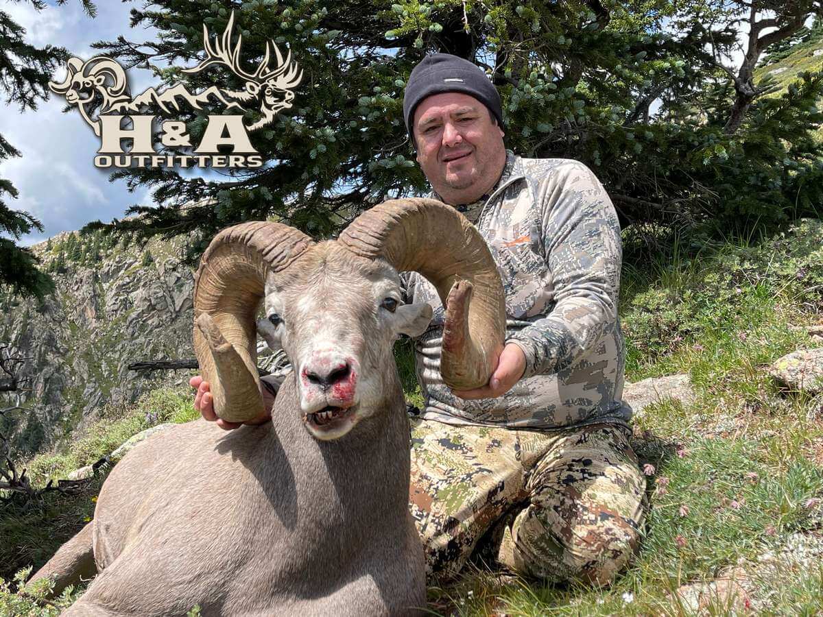New Mexico Sheep Hunts