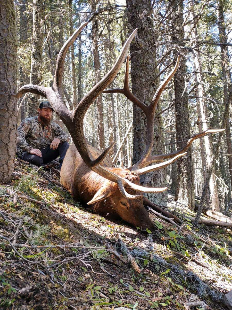 New Mexico Elk Hunting