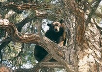 H&A Outfitters, Inc. is a fully licensed, insured full-time black bear hunting outfitter based out of Santa Fe, New Mexico, specializing in professional, fully guided black bear hunts since 1992 in many prime areas of New Mexico.