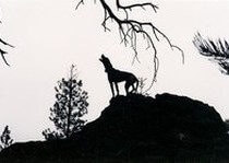 <p>H&A Outfitters, Inc. is a fully licensed, insured full-time black bear hunting outfitter based out of Santa Fe, New Mexico, specializing in professional, fully guided black bear hunts since 1992 in many prime areas of New Mexico.</p>