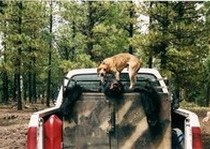 H&A Outfitters, Inc. is a fully licensed, insured full-time black bear hunting outfitter based out of Santa Fe, New Mexico, specializing in professional, fully guided black bear hunts since 1992 in many prime areas of New Mexico.