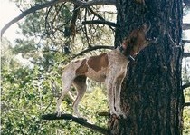 <p>H&A Outfitters, Inc. is a fully licensed, insured full-time black bear hunting outfitter based out of Santa Fe, New Mexico, specializing in professional, fully guided black bear hunts since 1992 in many prime areas of New Mexico.</p>