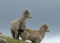 H&A Outfitters, Inc. is a fully licensed, insured full-time outfitter based out of Santa Fe, New Mexico, specializing in professional, fully guided hunts since 1992 in many prime areas in the state.