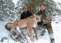<p>H&A Outfitters, Inc. is a fully licensed, insured full-time mountain lion hunting outfitter based out of Santa Fe, New Mexico, specializing in professional, fully guided mountain lion hunts since 1992 in many prime areas of New Mexico.</p>