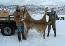 H&A Outfitters, Inc. is a fully licensed, insured full-time mountain lion hunting outfitter based out of Santa Fe, New Mexico, specializing in professional, fully guided mountain lion hunts since 1992 in many prime areas of New Mexico.