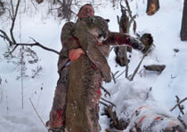 <p>H&A Outfitters, Inc. is a fully licensed, insured full-time mountain lion hunting outfitter based out of Santa Fe, New Mexico, specializing in professional, fully guided mountain lion hunts since 1992 in many prime areas of New Mexico.</p>