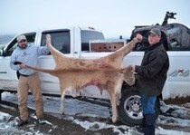 H&A Outfitters, Inc. is a fully licensed, insured full-time mountain lion hunting outfitter based out of Santa Fe, New Mexico, specializing in professional, fully guided mountain lion hunts since 1992 in many prime areas of New Mexico.