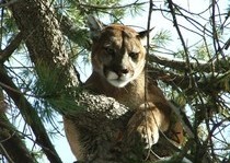 H&A Outfitters, Inc. is a fully licensed, insured full-time mountain lion hunting outfitter based out of Santa Fe, New Mexico, specializing in professional, fully guided mountain lion hunts since 1992 in many prime areas of New Mexico.