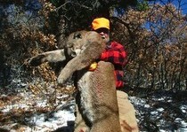H&A Outfitters, Inc. is a fully licensed, insured full-time mountain lion hunting outfitter based out of Santa Fe, New Mexico, specializing in professional, fully guided mountain lion hunts since 1992 in many prime areas of New Mexico.