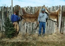 H&A Outfitters, Inc. is a fully licensed, insured full-time mountain lion hunting outfitter based out of Santa Fe, New Mexico, specializing in professional, fully guided mountain lion hunts since 1992 in many prime areas of New Mexico.