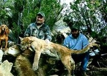 H&A Outfitters, Inc. is a fully licensed, insured full-time mountain lion hunting outfitter based out of Santa Fe, New Mexico, specializing in professional, fully guided mountain lion hunts since 1992 in many prime areas of New Mexico.