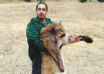 H&A Outfitters, Inc. is a fully licensed, insured full-time mountain lion hunting outfitter based out of Santa Fe, New Mexico, specializing in professional, fully guided mountain lion hunts since 1992 in many prime areas of New Mexico.