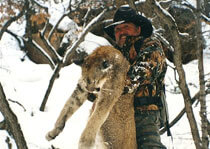 H&A Outfitters, Inc. is a fully licensed, insured full-time mountain lion hunting outfitter based out of Santa Fe, New Mexico, specializing in professional, fully guided mountain lion hunts since 1992 in many prime areas of New Mexico.