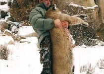 H&A Outfitters, Inc. is a fully licensed, insured full-time mountain lion hunting outfitter based out of Santa Fe, New Mexico, specializing in professional, fully guided mountain lion hunts since 1992 in many prime areas of New Mexico.