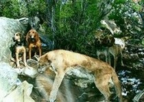H&A Outfitters, Inc. is a fully licensed, insured full-time mountain lion hunting outfitter based out of Santa Fe, New Mexico, specializing in professional, fully guided mountain lion hunts since 1992 in many prime areas of New Mexico.